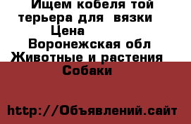 Ищем кобеля той-терьера для  вязки  › Цена ­ 1 000 - Воронежская обл. Животные и растения » Собаки   